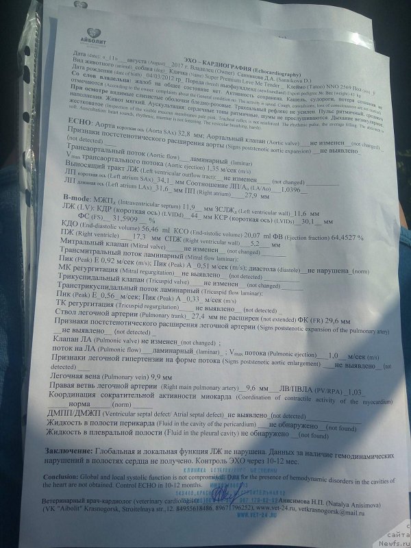 Фото: ньюфаундленд Super Premium Lav Mi Tender (Супер Премиум Лав Ми Тендер)