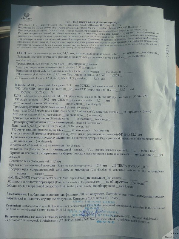 Фото: ньюфаундленд Super Bizon Malina (Супер Бизон Малина)