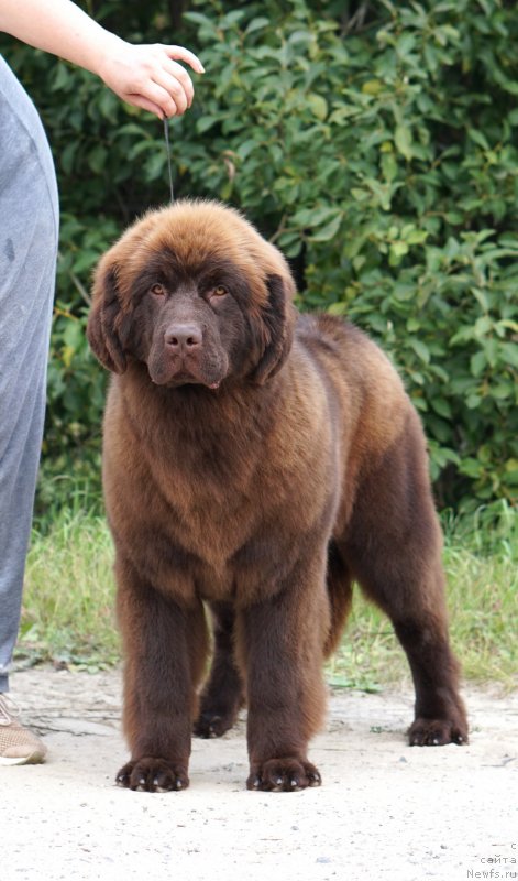 Фото: ньюфаундленд Akvatoriya Kelvin Kalina Krasnaya (Акватория Келвин Калина Красная)