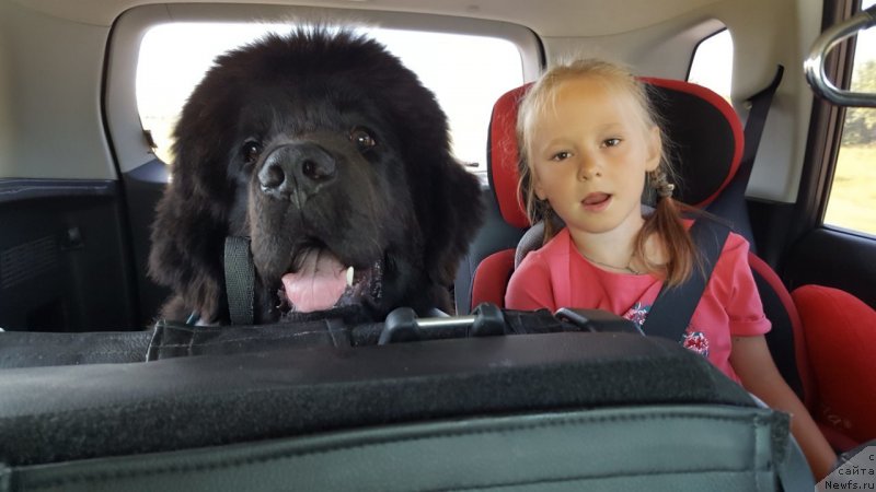 Фото: ньюфаундленд Inviting Look of Love (Инвайтинг Лук оф Лав)