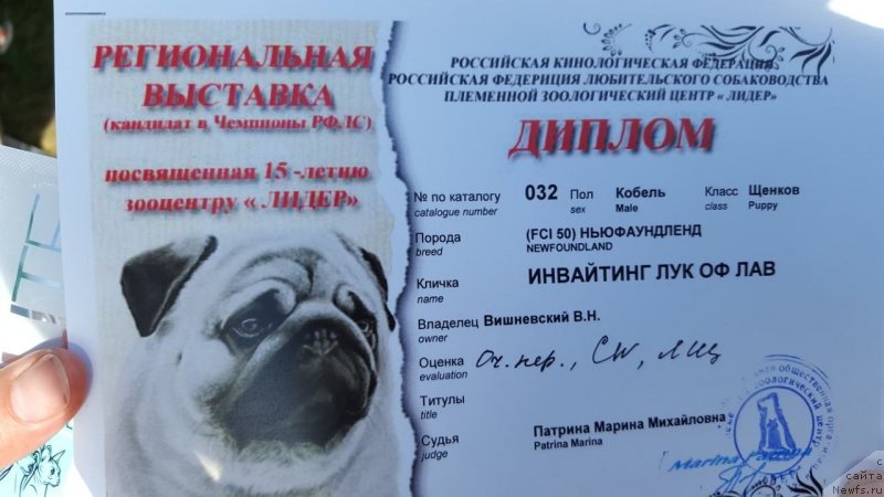 Фото: ньюфаундленд Inviting Look of Love (Инвайтинг Лук оф Лав)