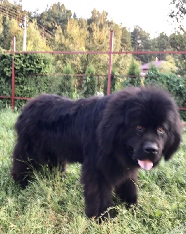 Фото: ньюфаундленд Prekrasnyiy Princ iz Kovrova (Прекрасный Принц из Коврова)