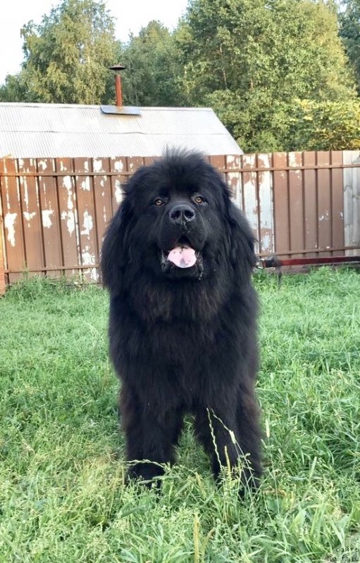 Фото: ньюфаундленд Prekrasnyiy Princ iz Kovrova (Прекрасный Принц из Коврова)