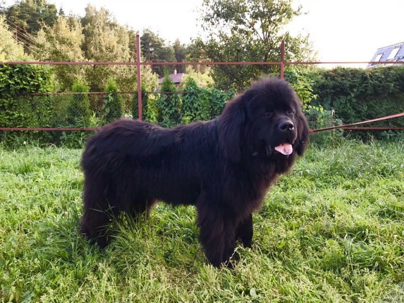 Фото: ньюфаундленд Prekrasnyiy Princ iz Kovrova (Прекрасный Принц из Коврова)