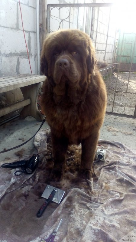 Фото: ньюфаундленд Braunblad MSK Betani YEys (Браунблад МСК Бетани Эйс)