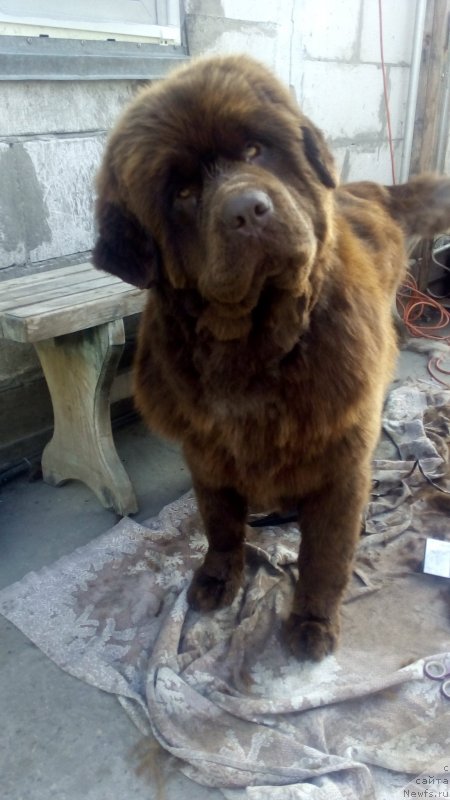 Фото: ньюфаундленд Braunblad MSK Betani YEys (Браунблад МСК Бетани Эйс)