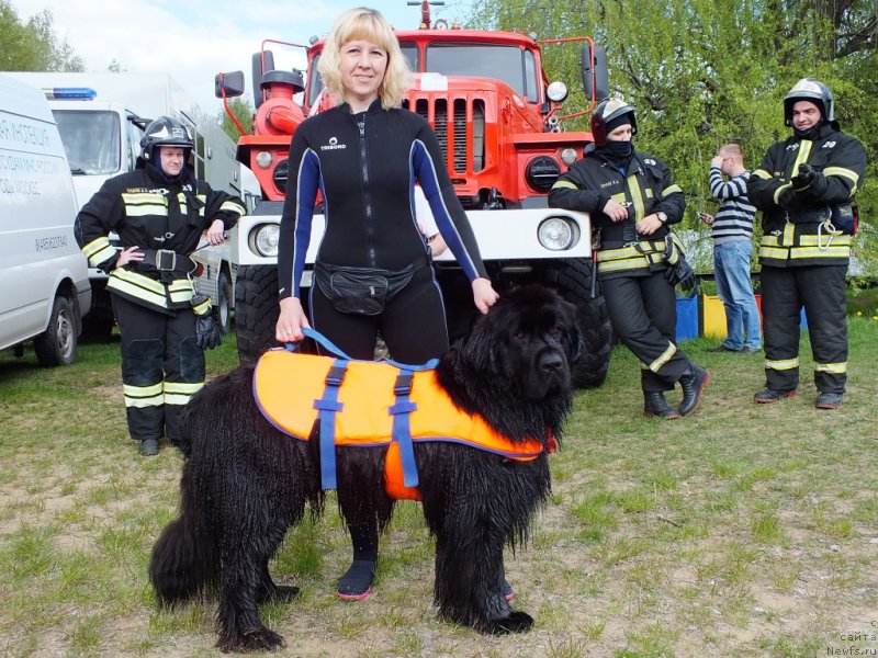 Фото: ньюфаундленд My Frend Newfy' Abigail Miss Churchill, Natal'ya Afanas'eva (Наталья Афанасьева)