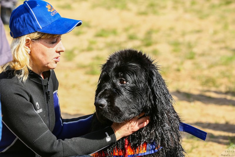 Фото: ньюфаундленд My Frend Newfy' Abigail Miss Churchill