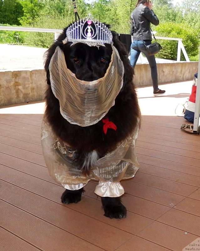 Фото: ньюфаундленд My Frend Newfy' Abigail Miss Churchill