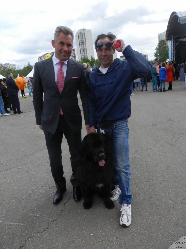 Фото: ньюфаундленд My Frend Newfy' Abigail Miss Churchill