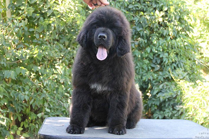 Фото: ньюфаундленд Lukas s Berega Dona (Лукас с Берега Дона)