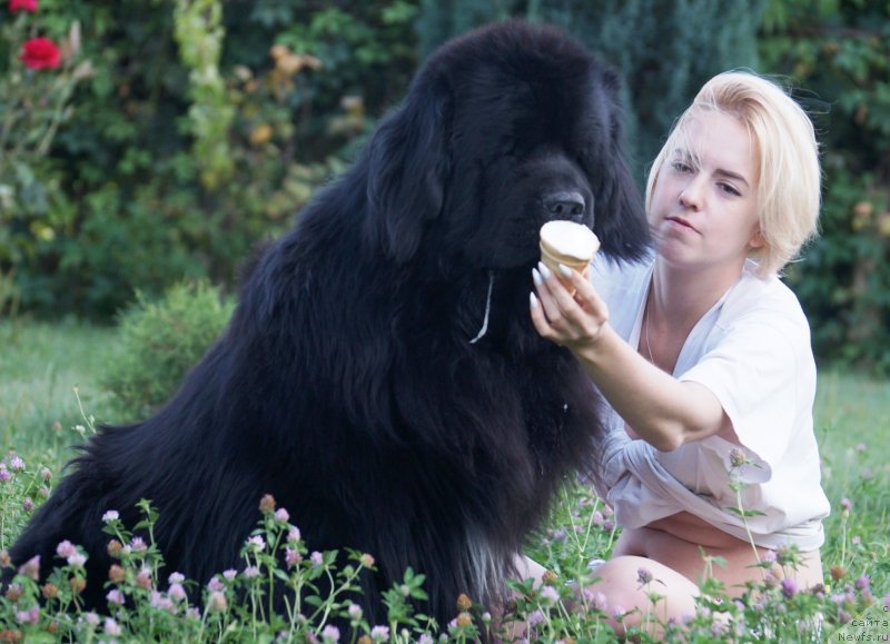 Фото: ньюфаундленд Charuyuschiy Chezario (Чарующий Чезарио)