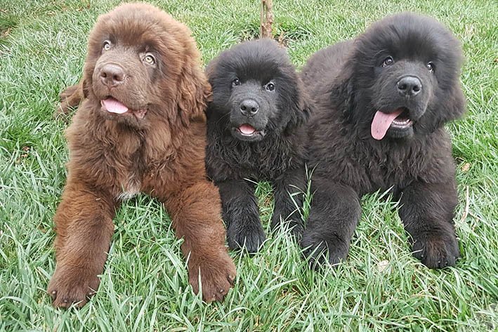 Фото: ньюфаундленд Lucij s Berega Dona (Луций с Берега Дона), ньюфаундленд Lejla s Berega Dona (Лейла с Берега Дона), ньюфаундленд Lukas s Berega Dona (Лукас с Берега Дона)