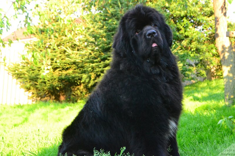 Фото: ньюфаундленд Talisman Morya La-Valetta (Талисман Моря Ла-Валетта)