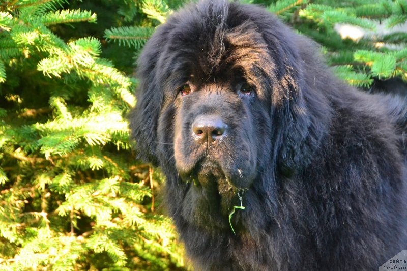 Фото: ньюфаундленд Talisman Morya La-Valetta (Талисман Моря Ла-Валетта)