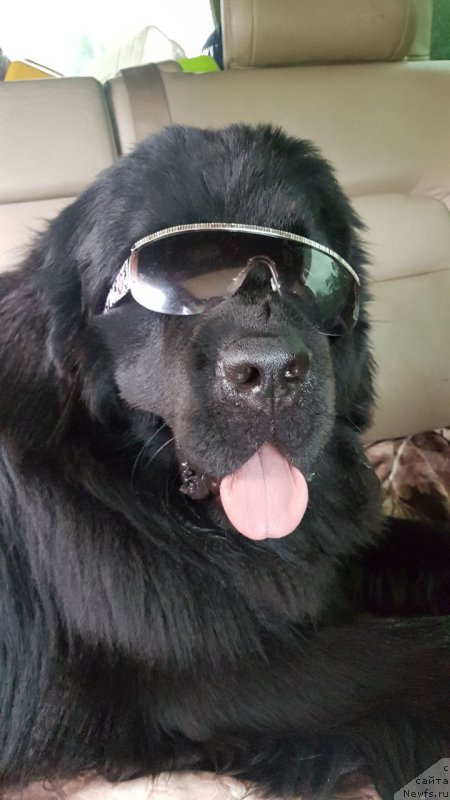 Фото: ньюфаундленд Talisman Morya Korvet (Талисман Моря Корвет)