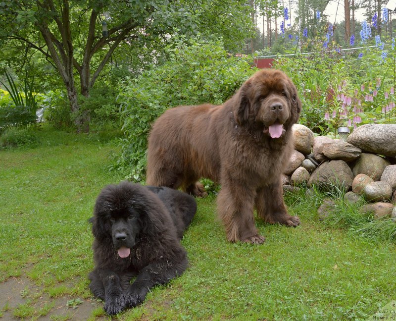 Фото: ньюфаундленд I Follow The Sun de L'Etoile de Cyrice, ньюфаундленд Sent Djons Yustiniya Yuliya (Сент Джонс Юстиния Юлия)