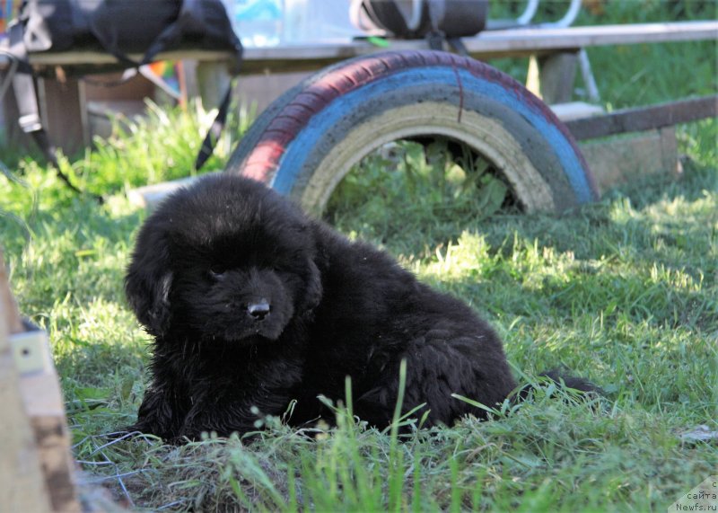 Фотография № 228845