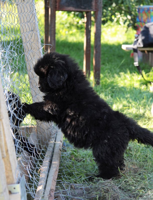 Фото: ньюфаундленд Al'fa Dar Oksa Zavinsenta (Альфа Дар Окса Завинсента)