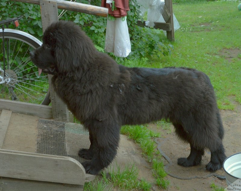 Фото: ньюфаундленд Sent Djons Yustiniya Yuliya (Сент Джонс Юстиния Юлия)