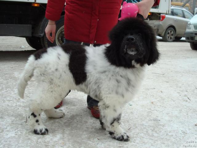 Фото: ньюфаундленд Keeper Soul Dar Moego Serdtsa Daniel (Кипер Соул Дар Моего Сердца Даниель)