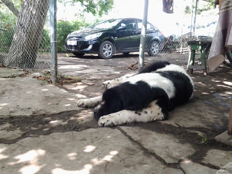 Фото: ньюфаундленд Dar Bogov from Rashn Bear (Дар Богов фром Рашн Беар)