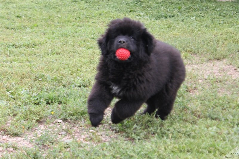 Фотография № 228854