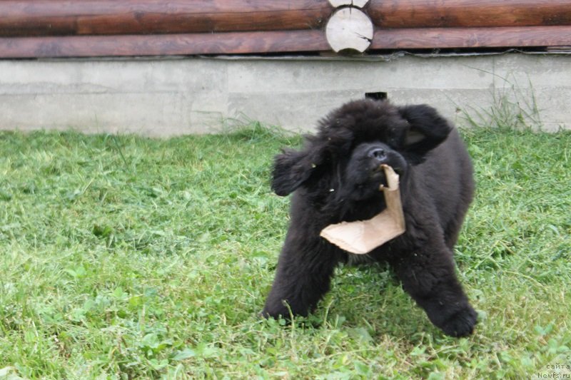 Фото: ньюфаундленд Terra Victoria Laterina (Терра Виктория Латерина)