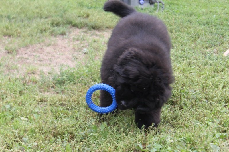 Фото: ньюфаундленд Terra Victoria Laterina (Терра Виктория Латерина)