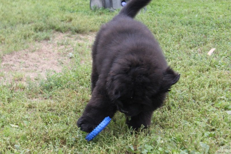 Фото: ньюфаундленд Terra Victoria Laterina (Терра Виктория Латерина)