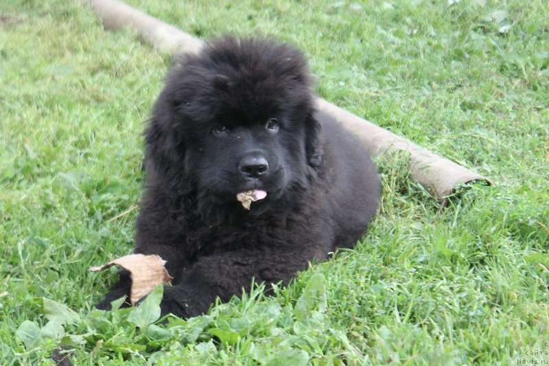 Фото: ньюфаундленд Terra Victoria Laterina (Терра Виктория Латерина)
