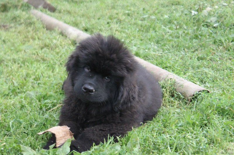 Фото: ньюфаундленд Terra Victoria Laterina (Терра Виктория Латерина)