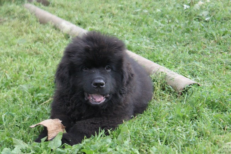 Фото: ньюфаундленд Terra Victoria Laterina (Терра Виктория Латерина)