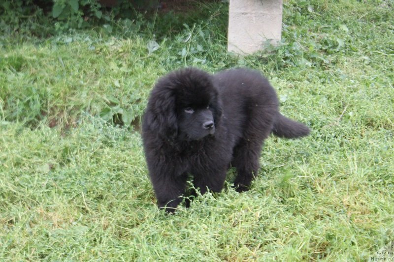 Фото: ньюфаундленд Terra Viktoriya Lago Madjore (Терра Виктория Лаго Маджоре)