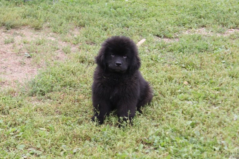 Фото: ньюфаундленд Terra Viktoriya Lago Madjore (Терра Виктория Лаго Маджоре)