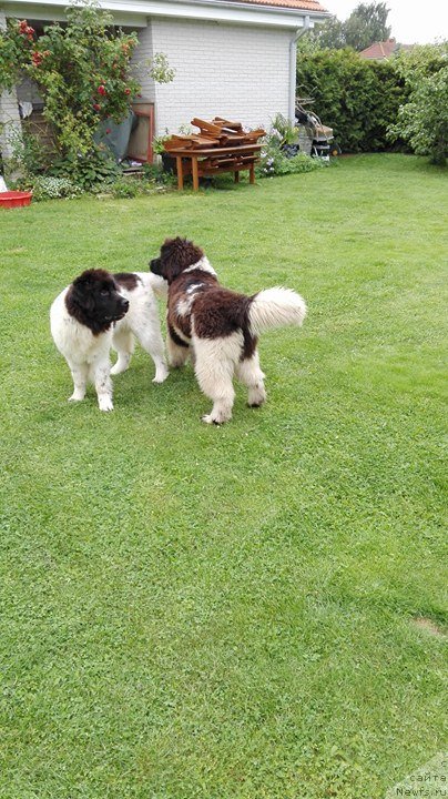 Фото: ньюфаундленд Terra Viktoriya Zametti Rouz (Терра Виктория Заметти Роуз), ньюфаундленд Terra Viktoriya Zahira (Терра Виктория Захира)