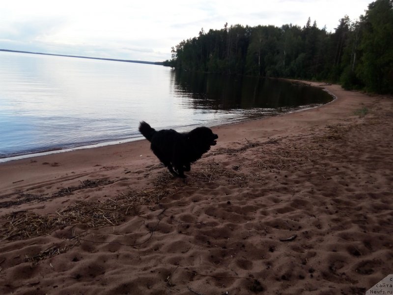Фото: Viktoriya Sidorova (Виктория Сидорова), ньюфаундленд CHarl'z Balu Blek Biar (Чарльз Балу Блек Биар)