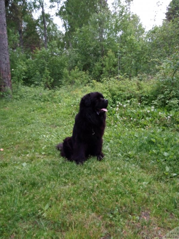 Фото: ньюфаундленд CHarl'z Balu Blek Biar (Чарльз Балу Блек Биар)