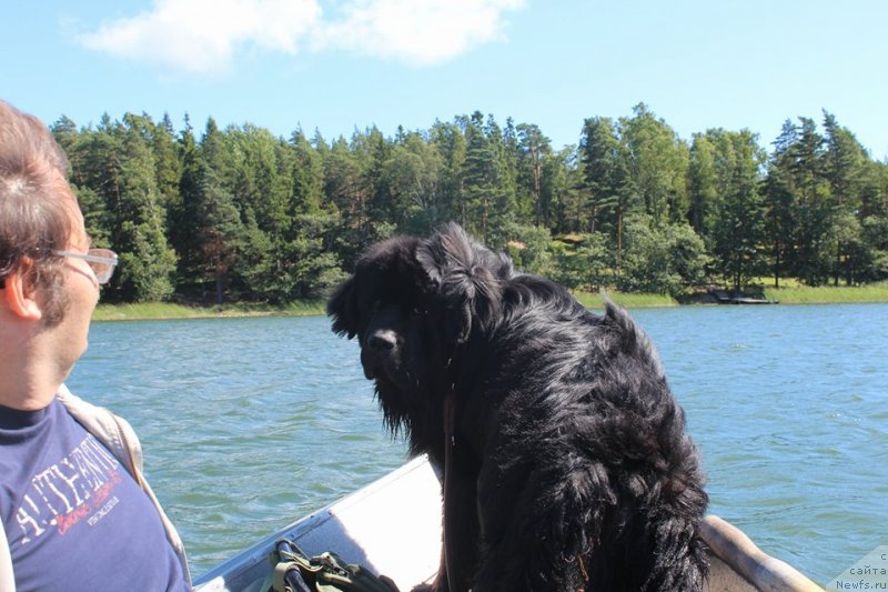 Фото: ньюфаундленд Terra Viktoriya Blyu Drim (Терра Виктория Блю Дрим)