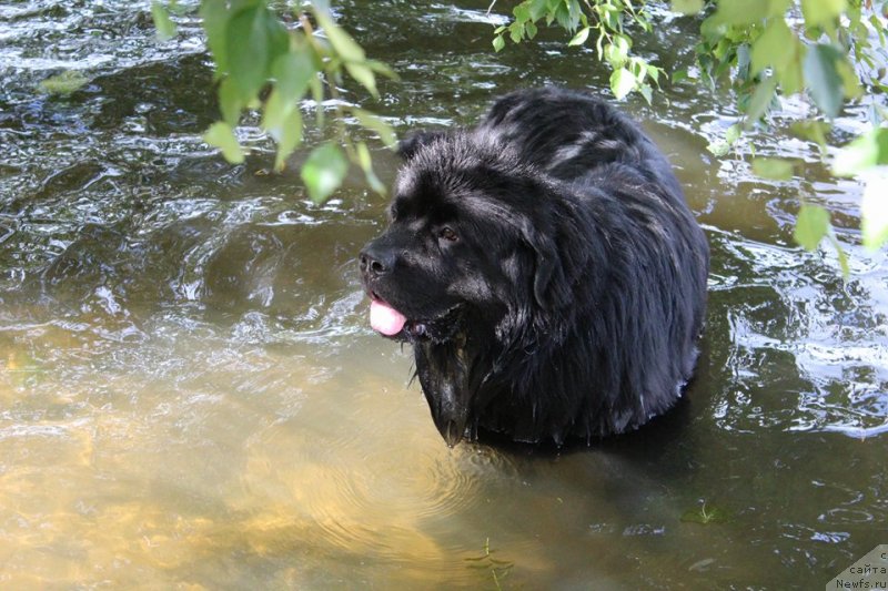 Фото: ньюфаундленд Terra Viktoriya Blyu Drim (Терра Виктория Блю Дрим)