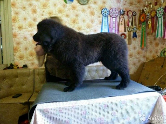 Фото: ньюфаундленд Irada Slavnaya Doch' Matveya (Ирада Славная Дочь Матвея)