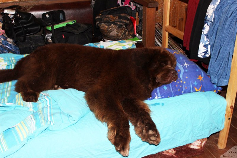 Фото: ньюфаундленд Charli The Best Helfi Pel (Чарли Де Бест Хелфи Пэл)