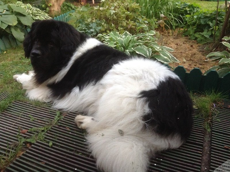 Фото: ньюфаундленд Idal'go Nepovtorimyiy (Идальго Неповторимый)