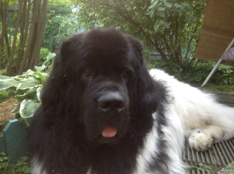 Фото: ньюфаундленд Idal'go Nepovtorimyiy (Идальго Неповторимый)