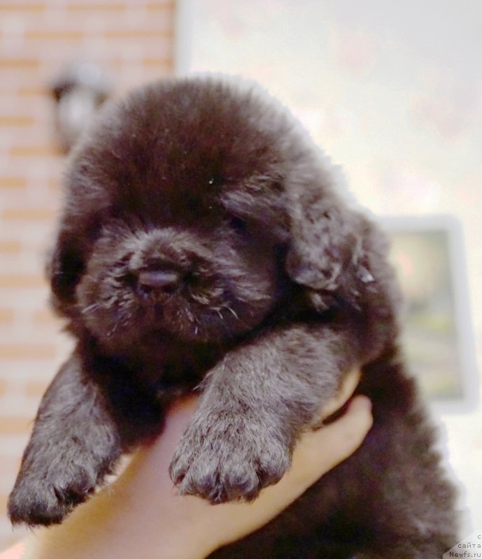 Фото: ньюфаундленд Real Masterpiece Midnight Bear