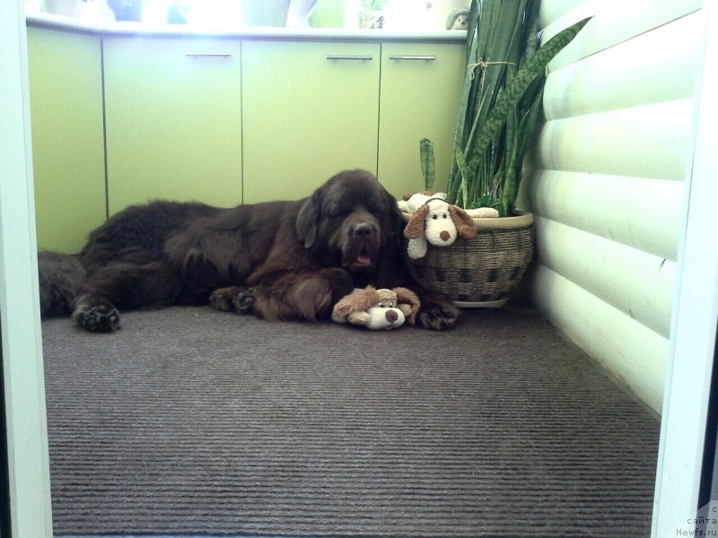 Фото: ньюфаундленд Nyesh Sollar Vind (Нэш Соллар Винд)