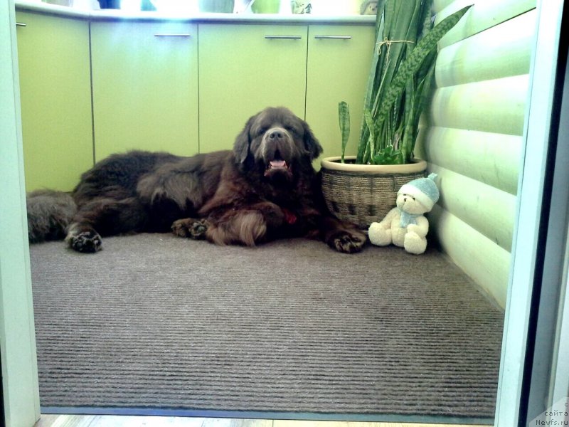 Фото: ньюфаундленд Nyesh Sollar Vind (Нэш Соллар Винд)