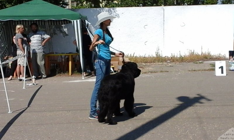 Фото: ньюфаундленд Cherniy Balu Lord-Kantsler (Черный Балу Лорд-Канцлер), Ekaterina Ivanova (Екатерина Иванова)