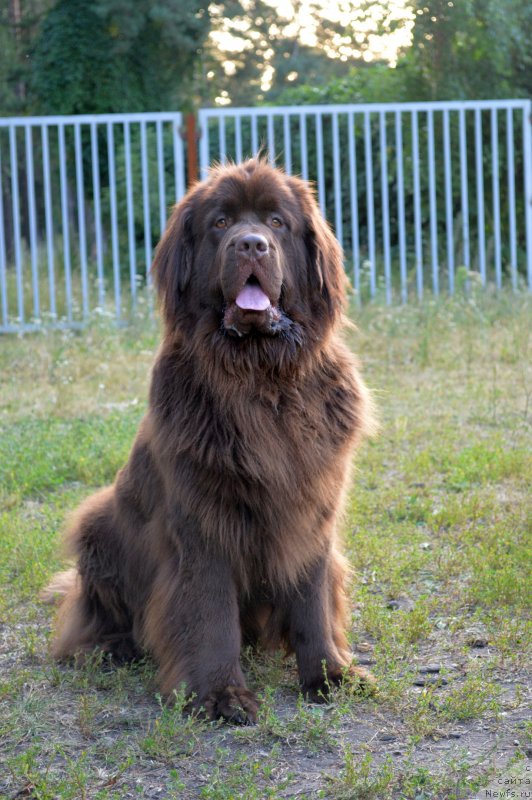 Фото: ньюфаундленд Brownblood MSK Zhanara Haya (Браунблад МСК Жанара Хайя)