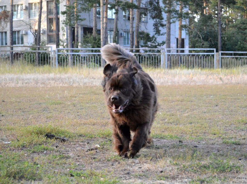 Фото: ньюфаундленд Brownblood MSK Zhanara Haya (Браунблад МСК Жанара Хайя)